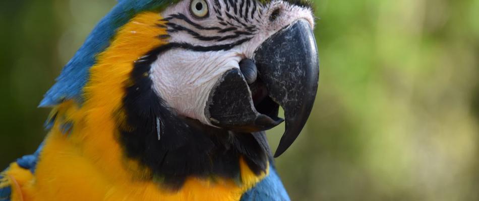 Discovery Aviary Magic Natura Animal, Waterpark Resort Benidorm Discovery Aviary Magic Natura Animal, Waterpark Resort Benidorm