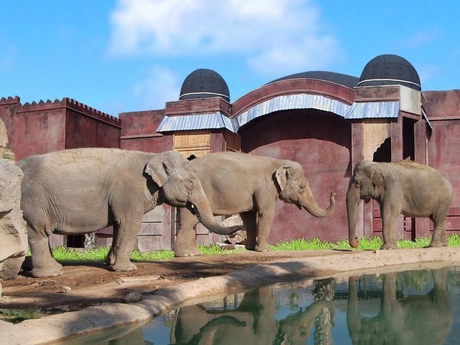Recinto de los elefantes en terra natura Magic Natura Animal, Waterpark Resort Benidorm