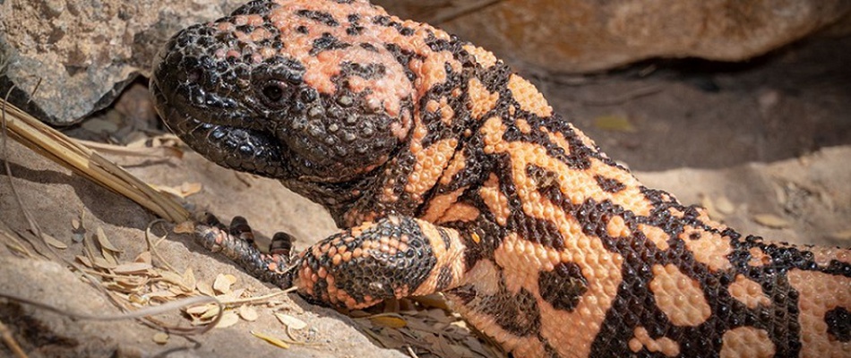 Reptile experience Magic Natura Animal, Waterpark Resort Benidorm