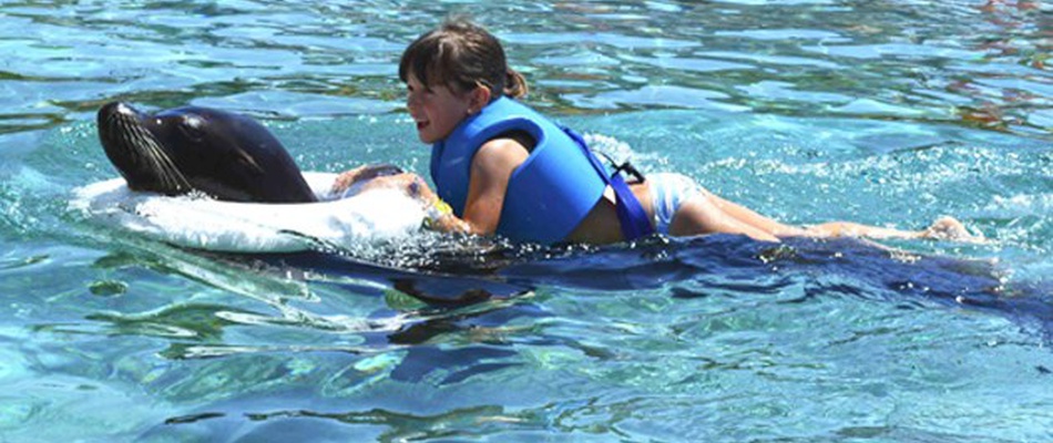 Baño con Leones Marinos del  Magic Natura Animal, Waterpark Resort Magic Natura Animal, Waterpark Resort Benidorm