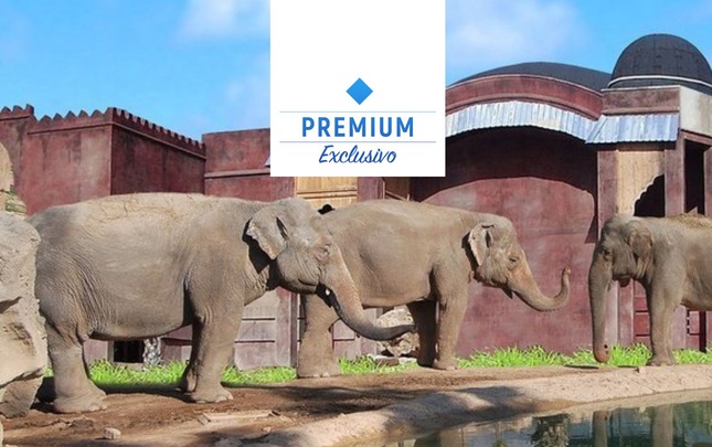 Polynesian vista pradera de elefantes premium Magic Natura Animal, Waterpark Resort Benidorm