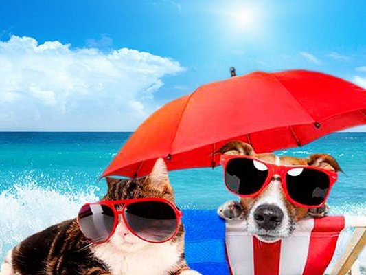 Estancia y mascotas Magic Natura Animal, Waterpark Resort Benidorm Estancia y mascotas Magic Natura Animal, Waterpark Resort Benidorm