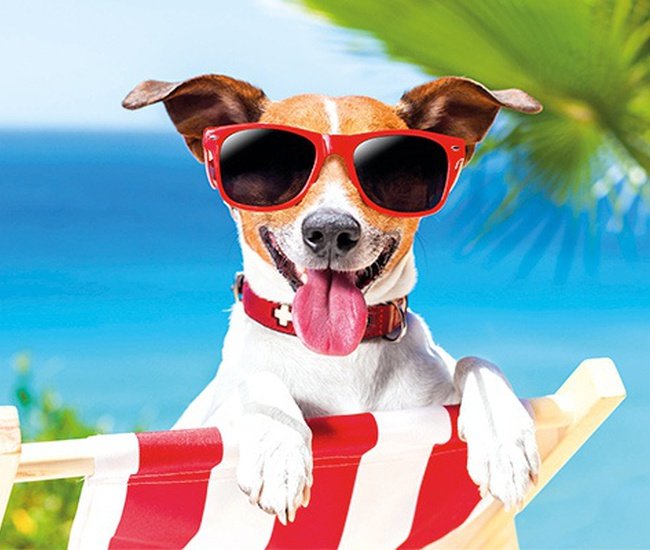 Vacaciones con Mascota Magic Animal, Waterpark Resort, Benidorm Web Oficial