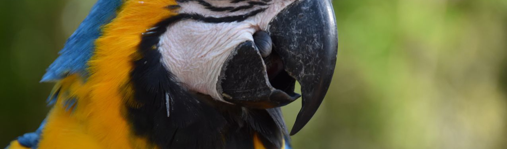  Magic Natura Animal, Waterpark Resort Benidorm