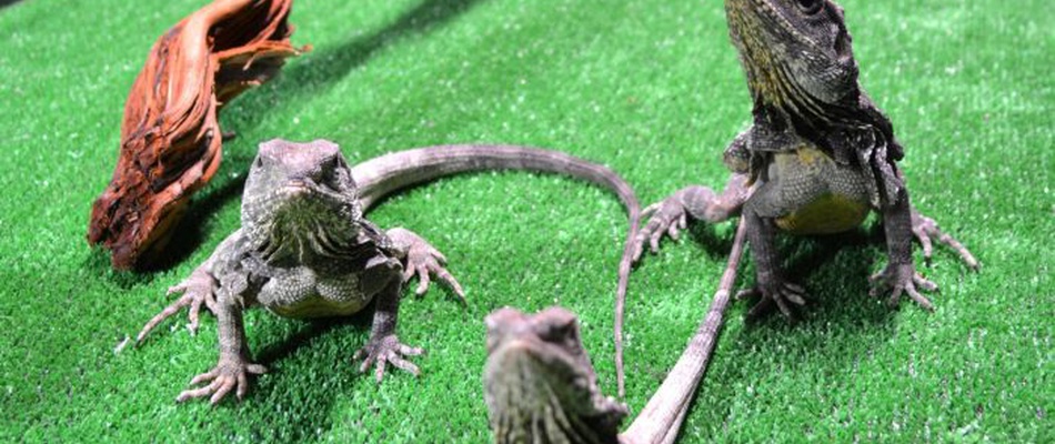 Discovery Reptiles Magic Natura Animal, Waterpark Resort Benidorm Discovery Reptiles Magic Natura Animal, Waterpark Resort Benidorm