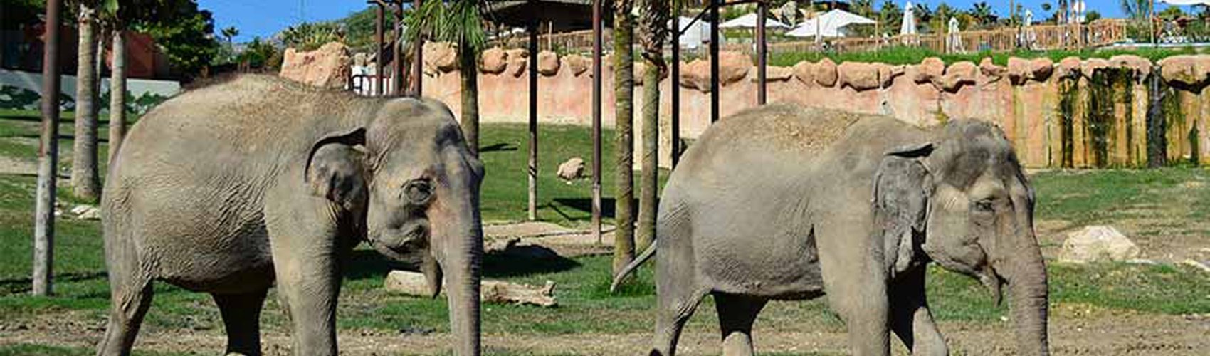 Magic Natura Animal, Waterpark Resort Benidorm Magic Natura Animal, Waterpark Resort Benidorm