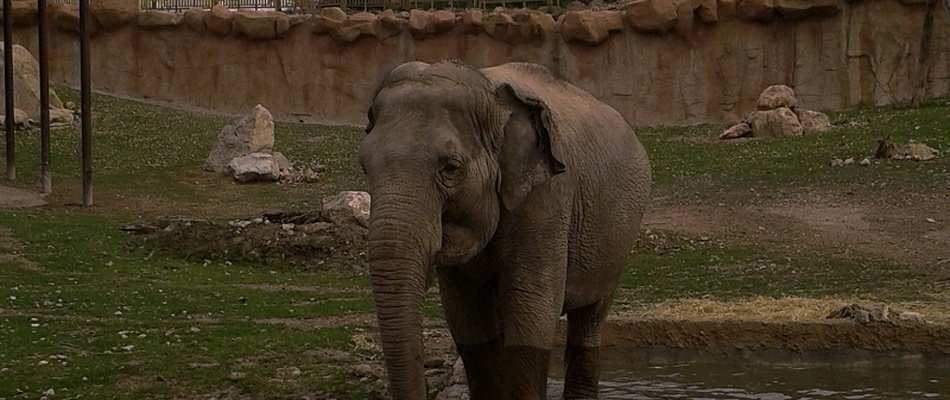  Safari Nocturno del Magic Natura Animal, Waterpark Resort Magic Natura Animal, Waterpark Resort Benidorm