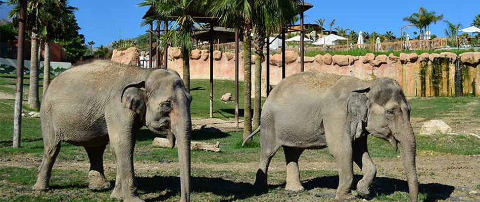 Discovery en Terra Natura del Magic Natura Animal, Waterpark Resort Magic Natura Animal, Waterpark Resort Benidorm Discovery en Terra Natura del Magic Natura Animal, Waterpark Resort Magic Natura Animal, Waterpark Resort Benidorm