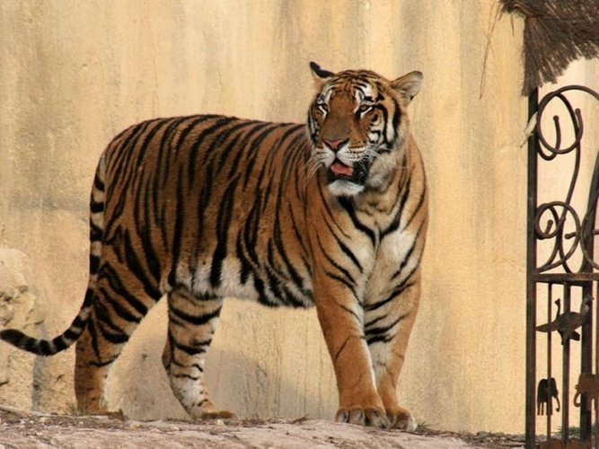 Tigre en terra natura Magic Natura Animal, Waterpark Resort Benidorm