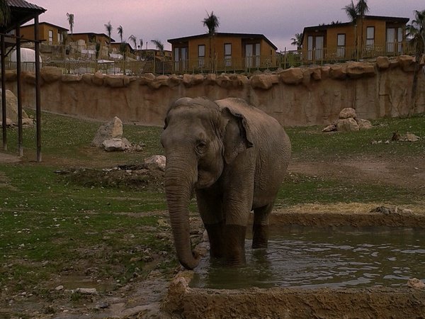 SAFARI NOCTURNO Magic Natura Animal, Waterpark Resort Benidorm SAFARI NOCTURNO Magic Natura Animal, Waterpark Resort Benidorm