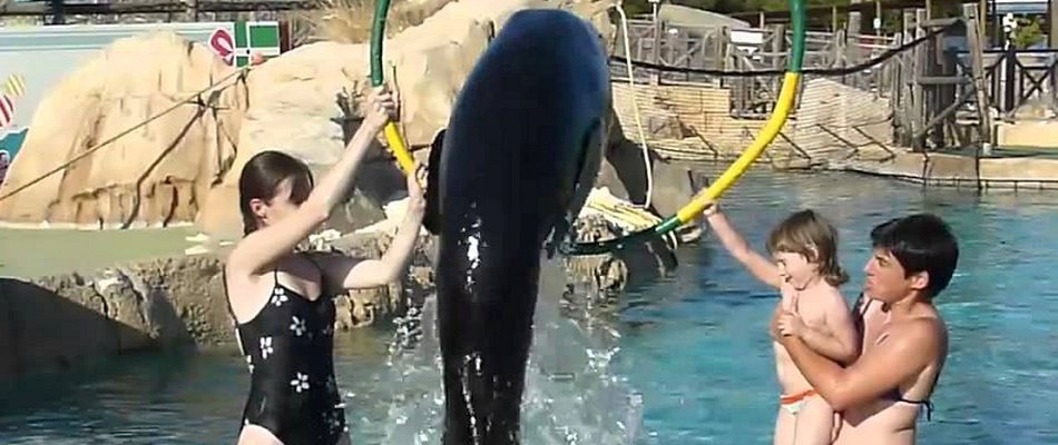 CUIDADOR DE LEONES MARINOS POR UN DIA Magic Natura Animal, Waterpark Resort Benidorm CUIDADOR DE LEONES MARINOS POR UN DIA Magic Natura Animal, Waterpark Resort Benidorm