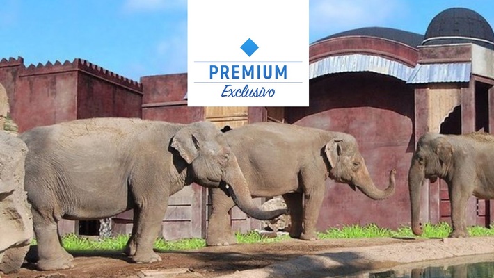 Polynesian vista pradera de elefantes premium Magic Natura Animal, Waterpark Resort Benidorm